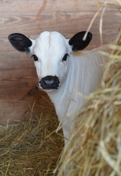 Cow 1