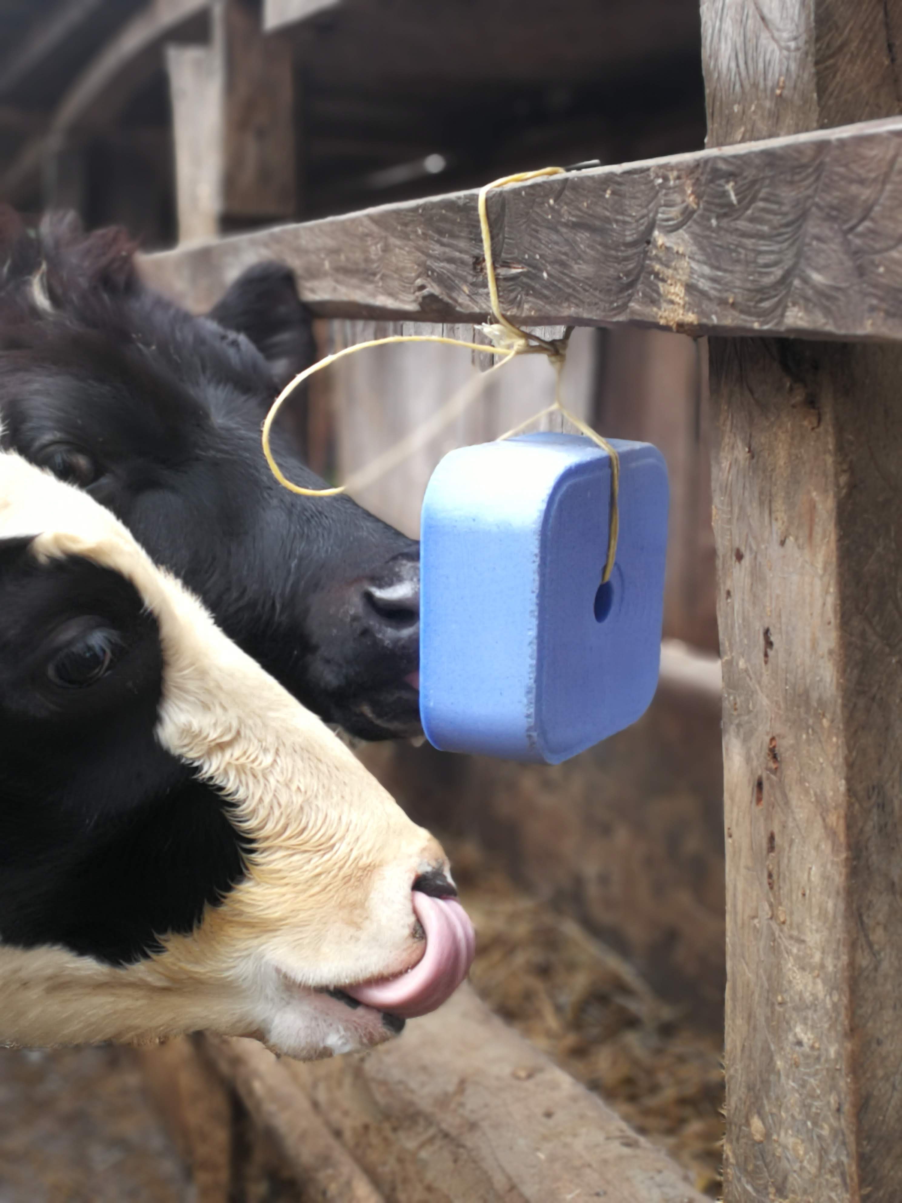 spaned licking cows